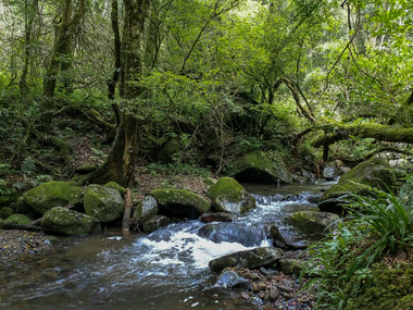 Karkloof forests